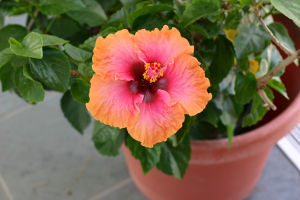 Entretien d'un hibiscus d'intérieur